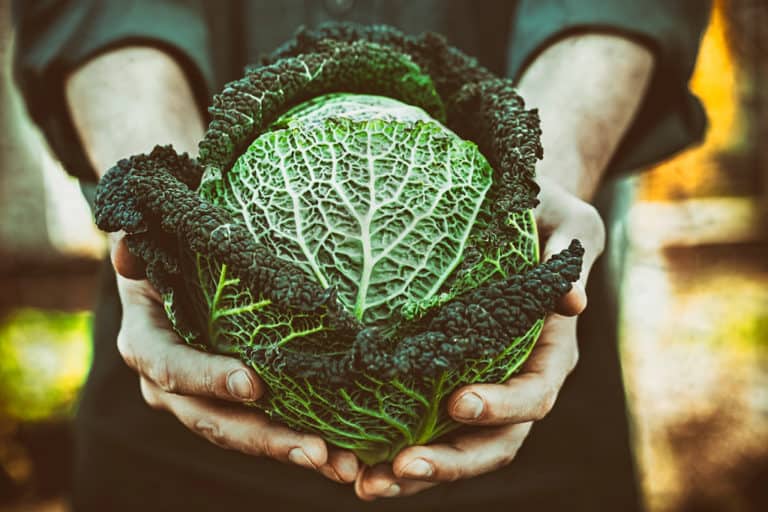 Gemüse gesund grün alkalisch Nährwerte Mikronährstoffe frisch grünkohl