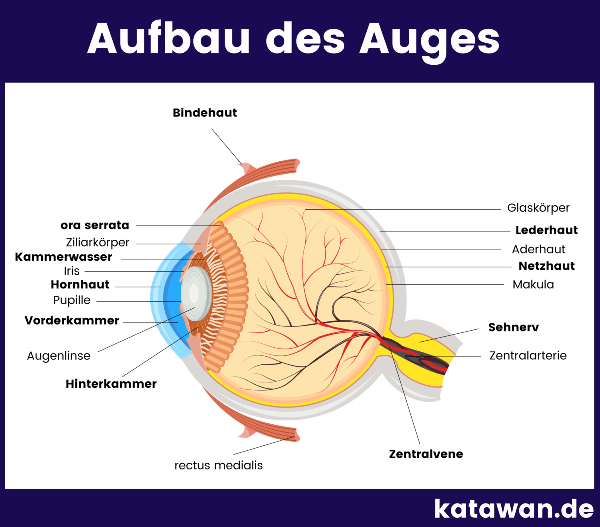 Der Aufbau des Auges ein sehr informativer Überblick! Der Aufbau des Auges ein sehr informativer Überblick!