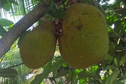 Jackfruit Jackfrucht auf Baum