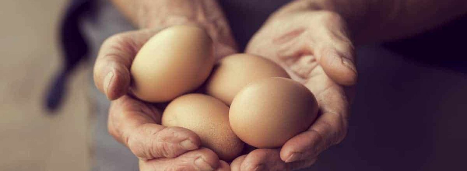 eier in haenden schwefel proteine gesund vier stueck