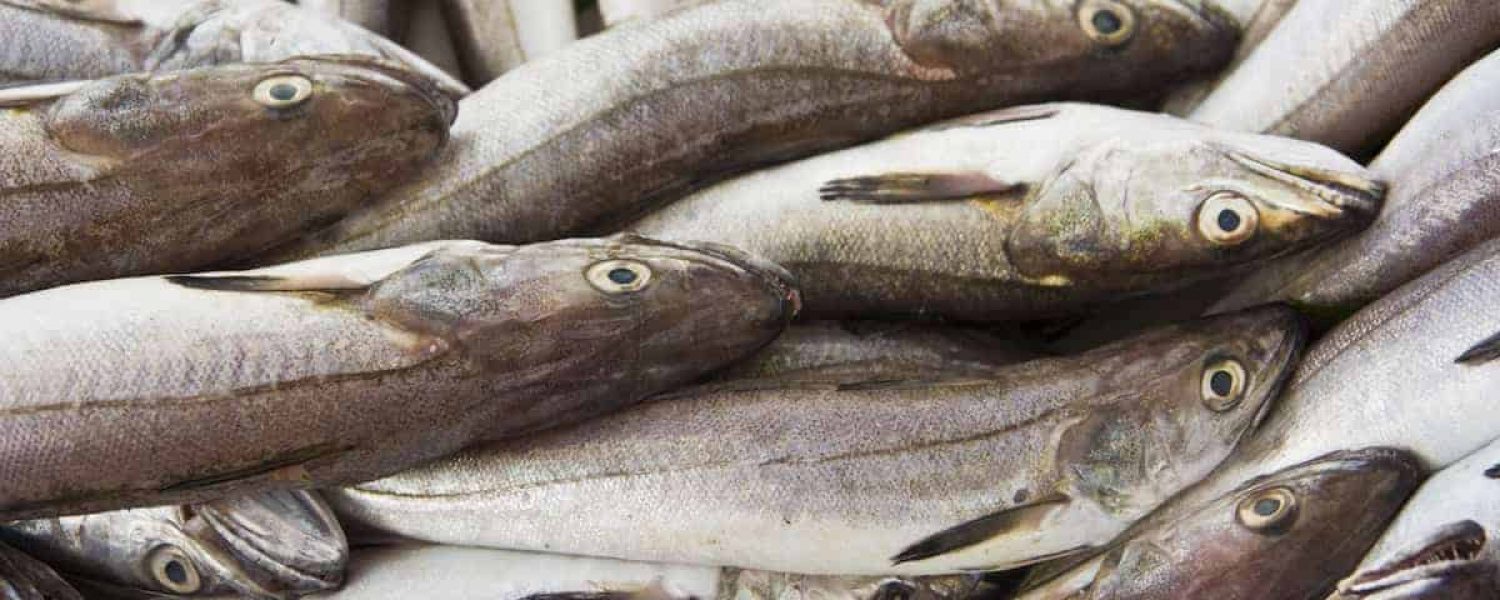 phosphor lebensmittel fisch gesund katawan phosphor lebensmittel fisch gesund katawan